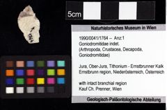 Foto (Objket + Etiketten) von Cracensigillatus acutirostris (Moericke, 1889) 